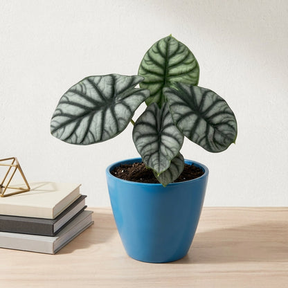 אלוקסיה סילבר דרגון קוטר 12