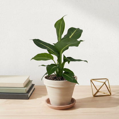 דיפנבכיה קונפקטה