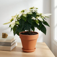 כד טרקוטה חום קוטר 15 + תחתית