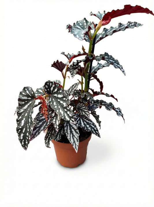 בגוניה מקולטה | בינוני-1-nan.png.png