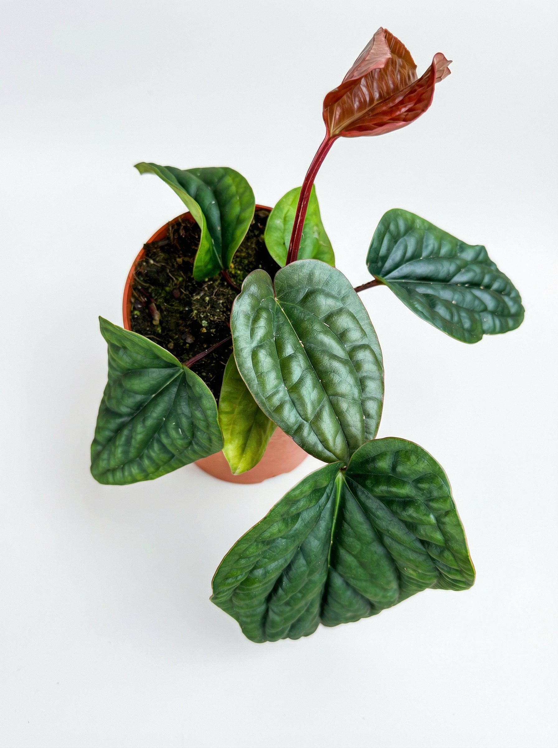 אנטוריום לוקס X רדיקנס | בינוני-2-nan.png.png