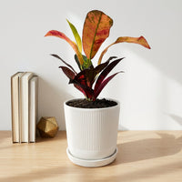 כד פסים לבן קוטר 13 + תחתית