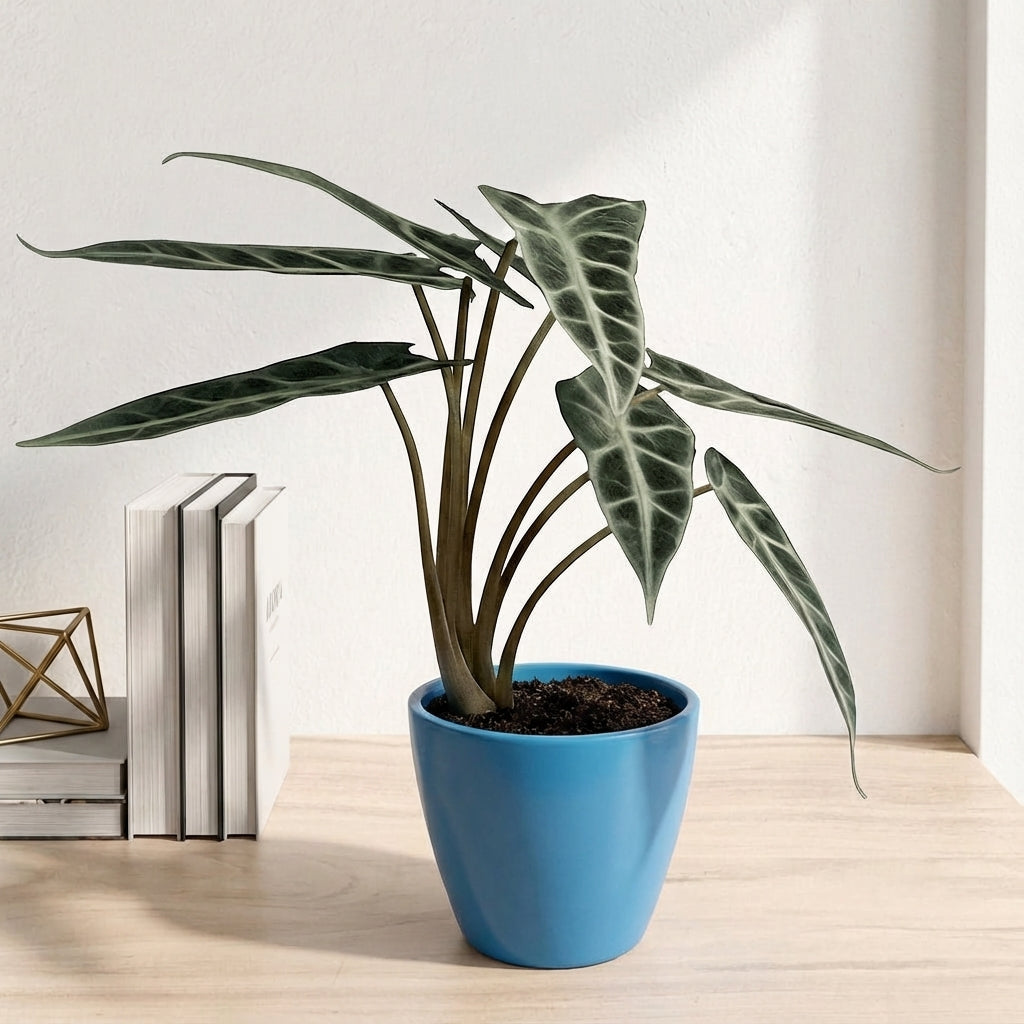 אלוקסיה במבינו