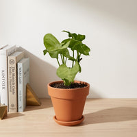 כד טרקוטה חום קוטר 15 + תחתית