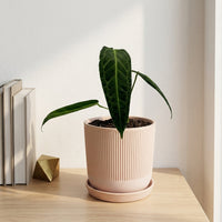 כד פסים שמנת קוטר 13 + תחתית