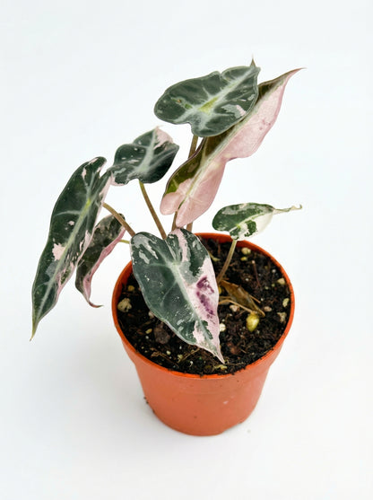 אלוקסיה במבינו ורודה | בייבי מבצע-3-nan.png.png