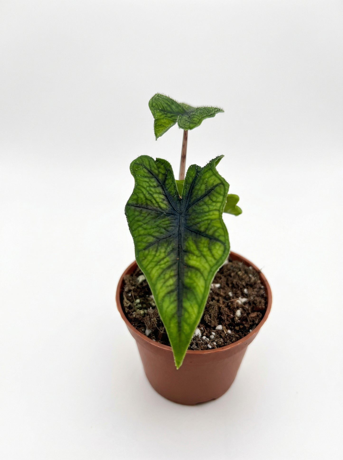 אלוק׳ ג׳קלין| קטן-2-nan.png.png