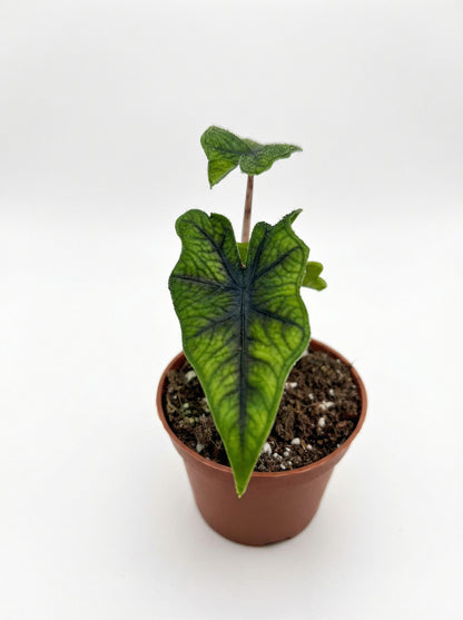 אלוק׳ ג׳קלין| קטן-2-nan.png.png