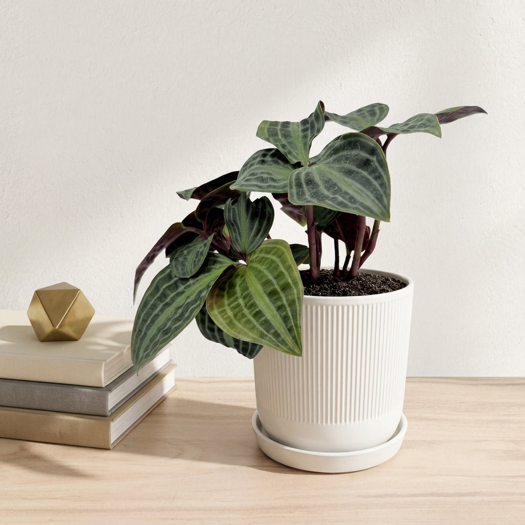 פפרומיה פואפיגיאיי