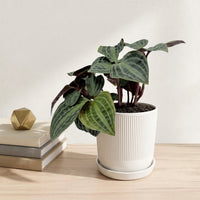 כד פסים לבן קוטר 13 + תחתית