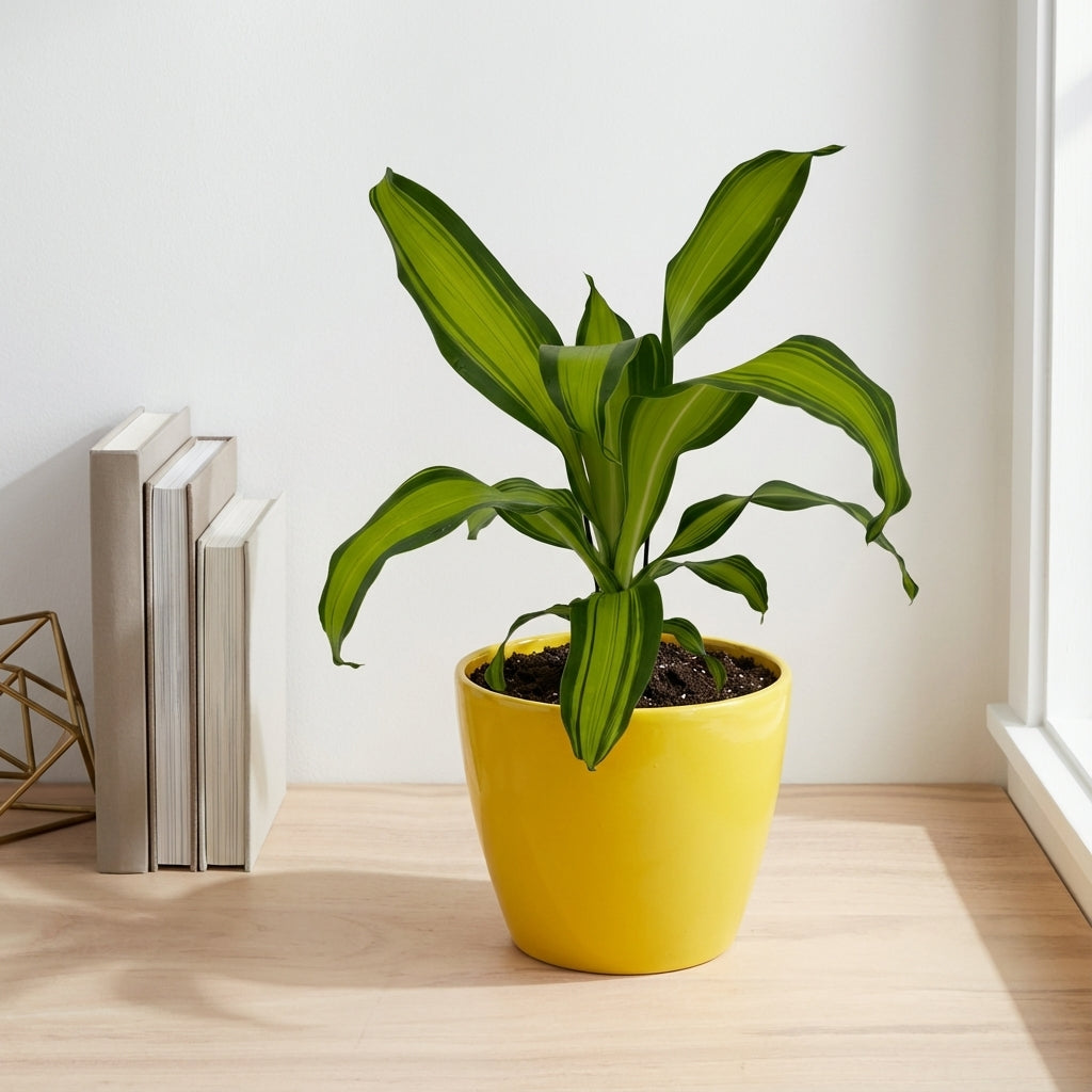 דרצנה מסינגה