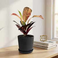 כד פסים שחור קוטר 13 + תחתית