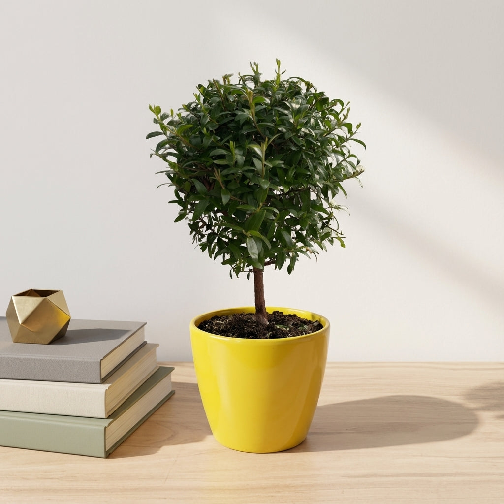 הדס עציץ קוטר 12