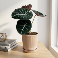 כד פסים שמנת קוטר 13 + תחתית