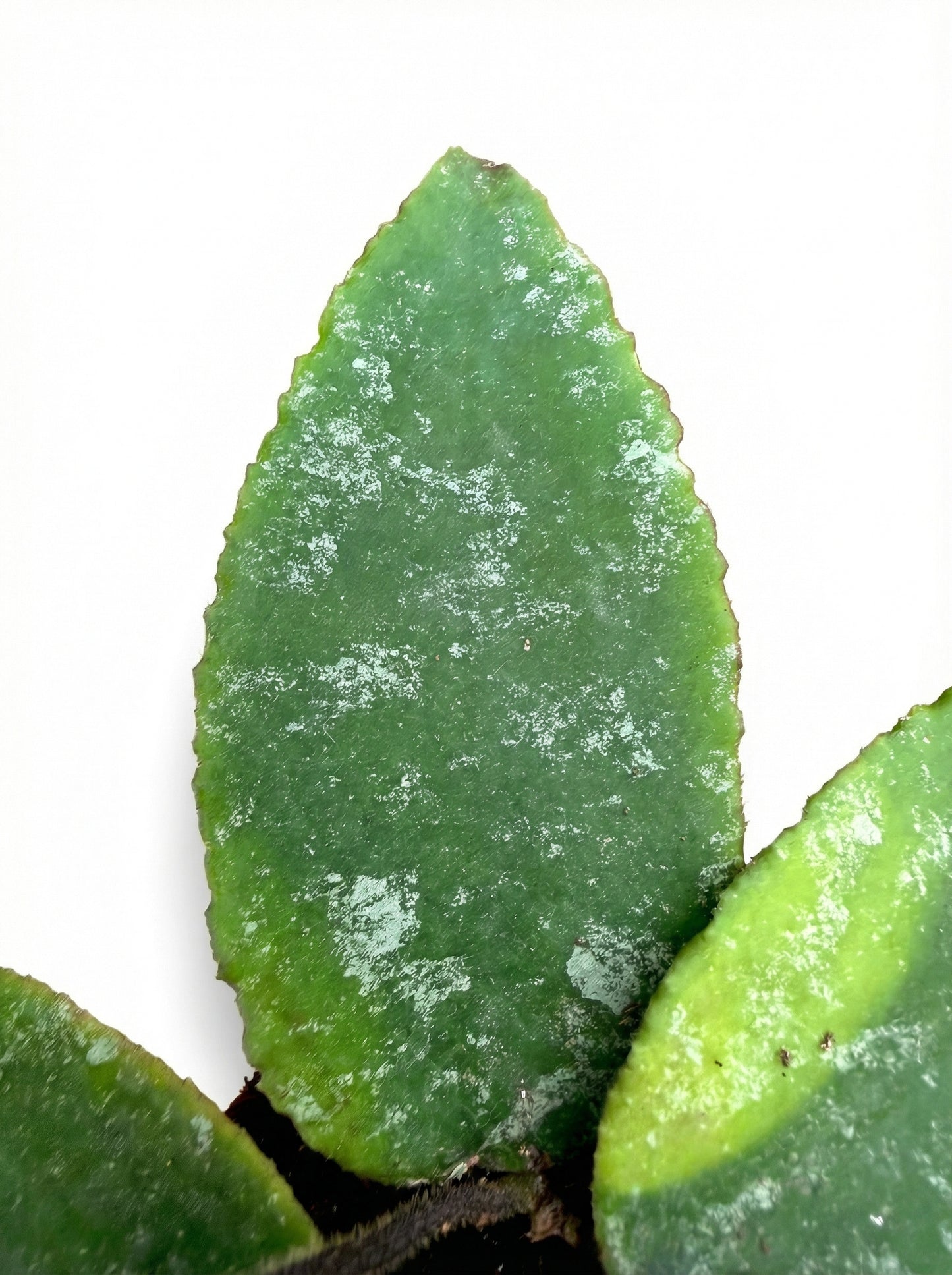 הויה קאודטה גולד | בייבי-3-nan.png.png