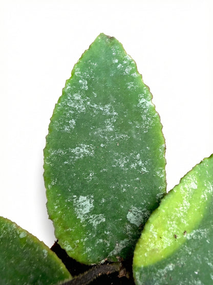 הויה קאודטה גולד | בייבי-3-nan.png.png