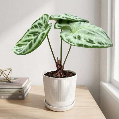 אנטוריום סופר סילבר קוטר 12