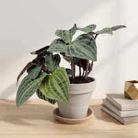 כד טרקוטה בהיר קוטר 16 + תחתית