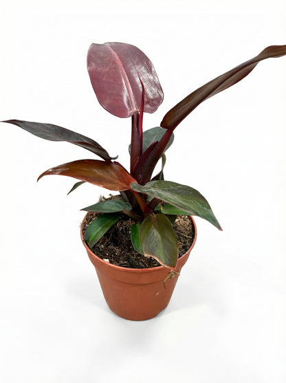 פילודנדרון מקולי | בינוני-1-nan.png.png