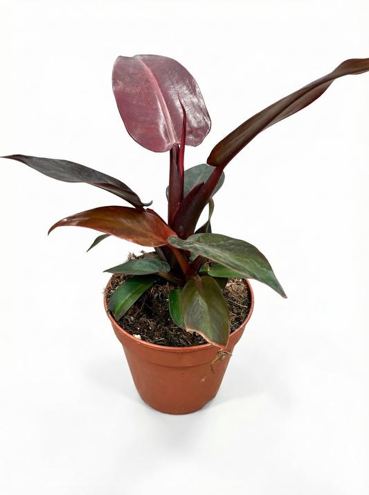 פילודנדרון מקולי | בינוני-1-nan.png.png