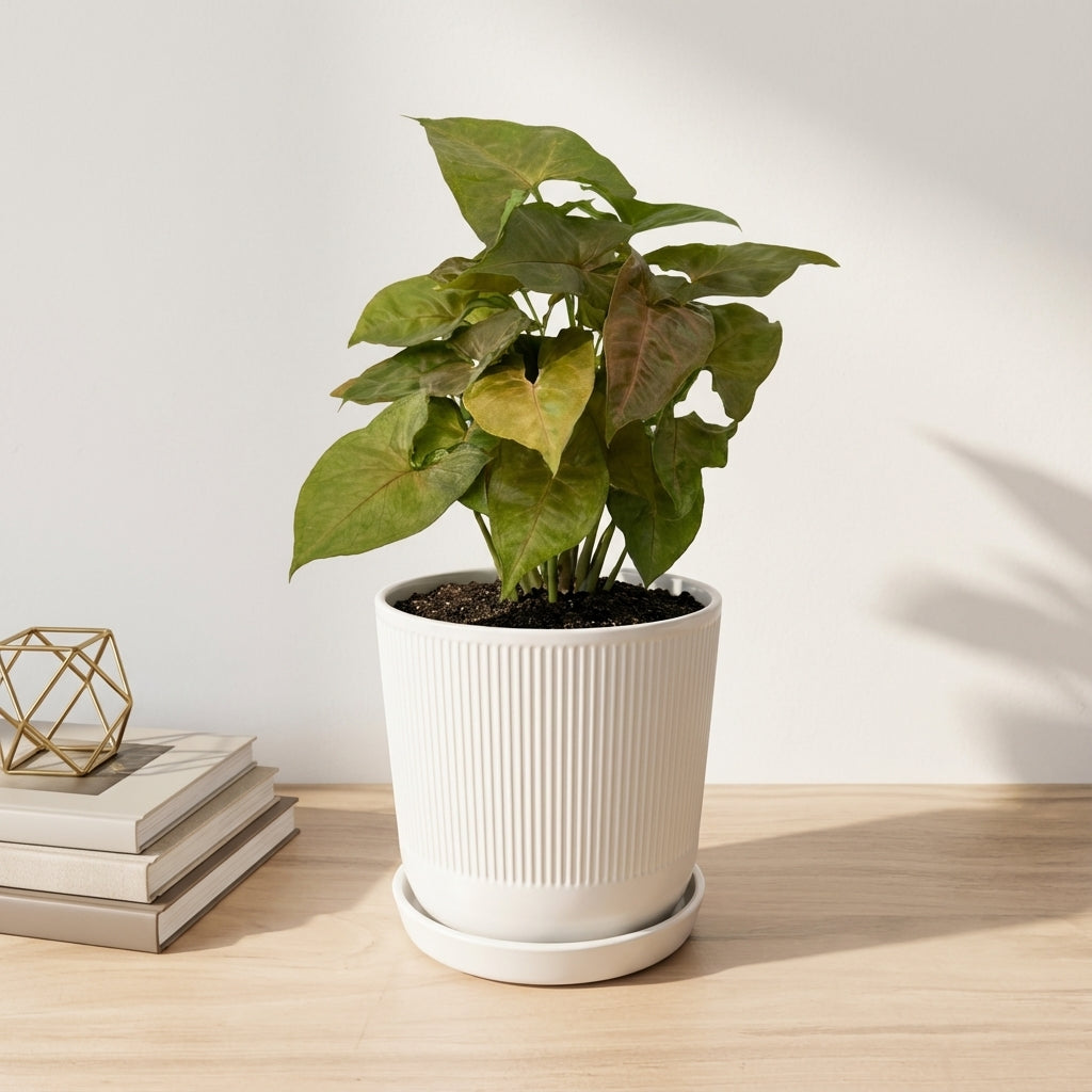 סינגוניום קרם אלוז'ן