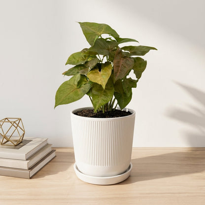 סינגוניום קרם אלוז'ן