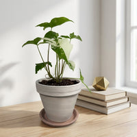 כד טרקוטה בהיר קוטר 16 + תחתית