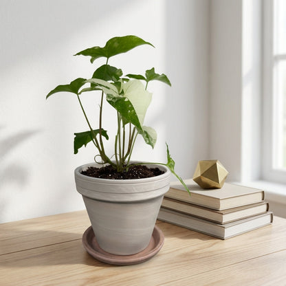 סינגוניום אלבו