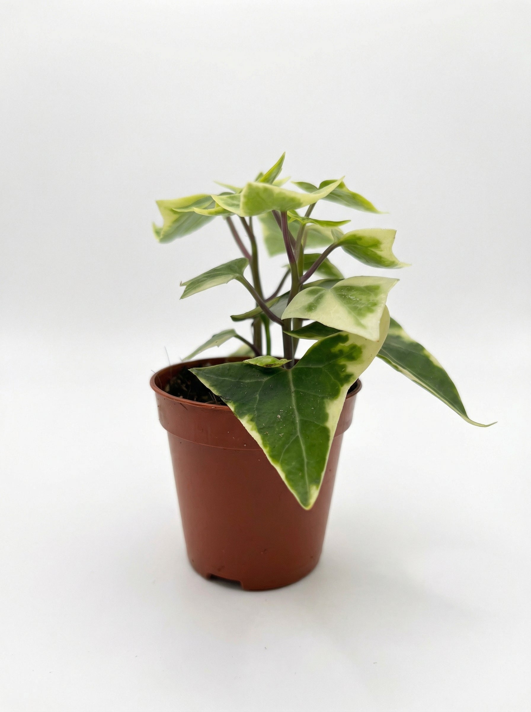 סנציו קיסוסי| בייבי-1-nan.png.png