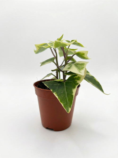 סנציו קיסוסי| בייבי-1-nan.png.png