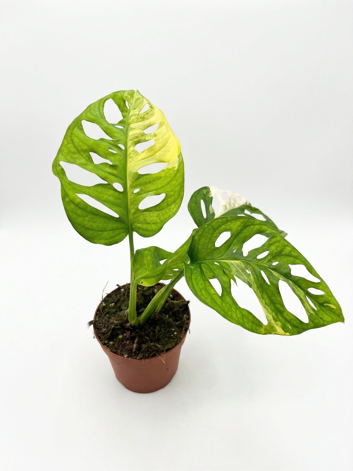 מונסטרה אדנסוני אוריאה | בינוני-3-nan.png.png