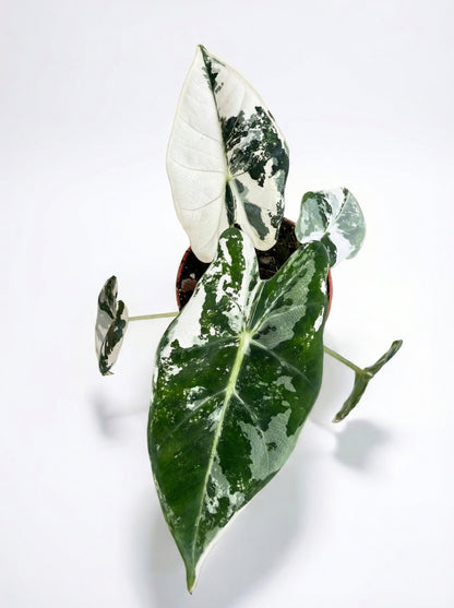 אלוקסיה פריידיק מגוונת | בייבי-3-nan.png.png