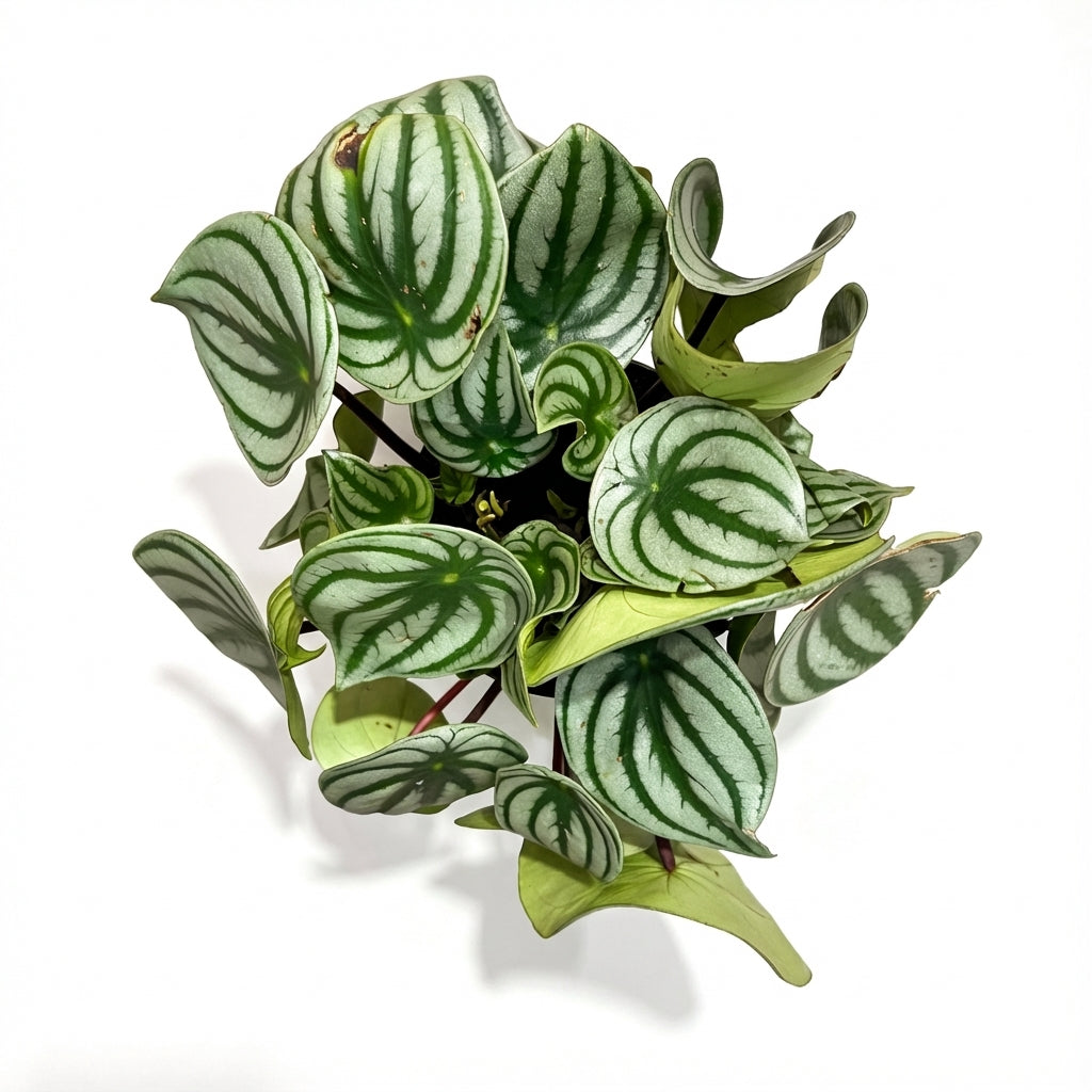 2-פליאה פפרומיה אבטיח-nano.png.png