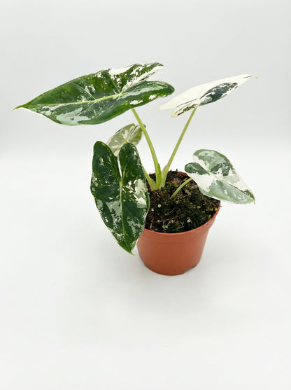 אלוקסיה פריידיק מגוונת | בייבי-1-nan.png.png