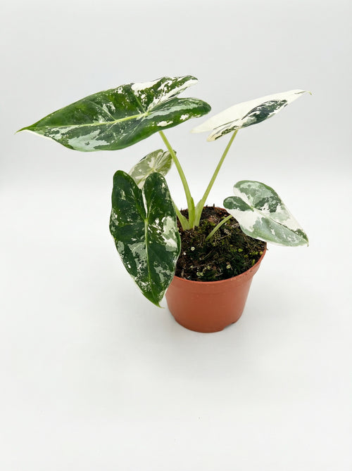 אלוקסיה פריידיק מגוונת | בייבי-1-nan.png.png