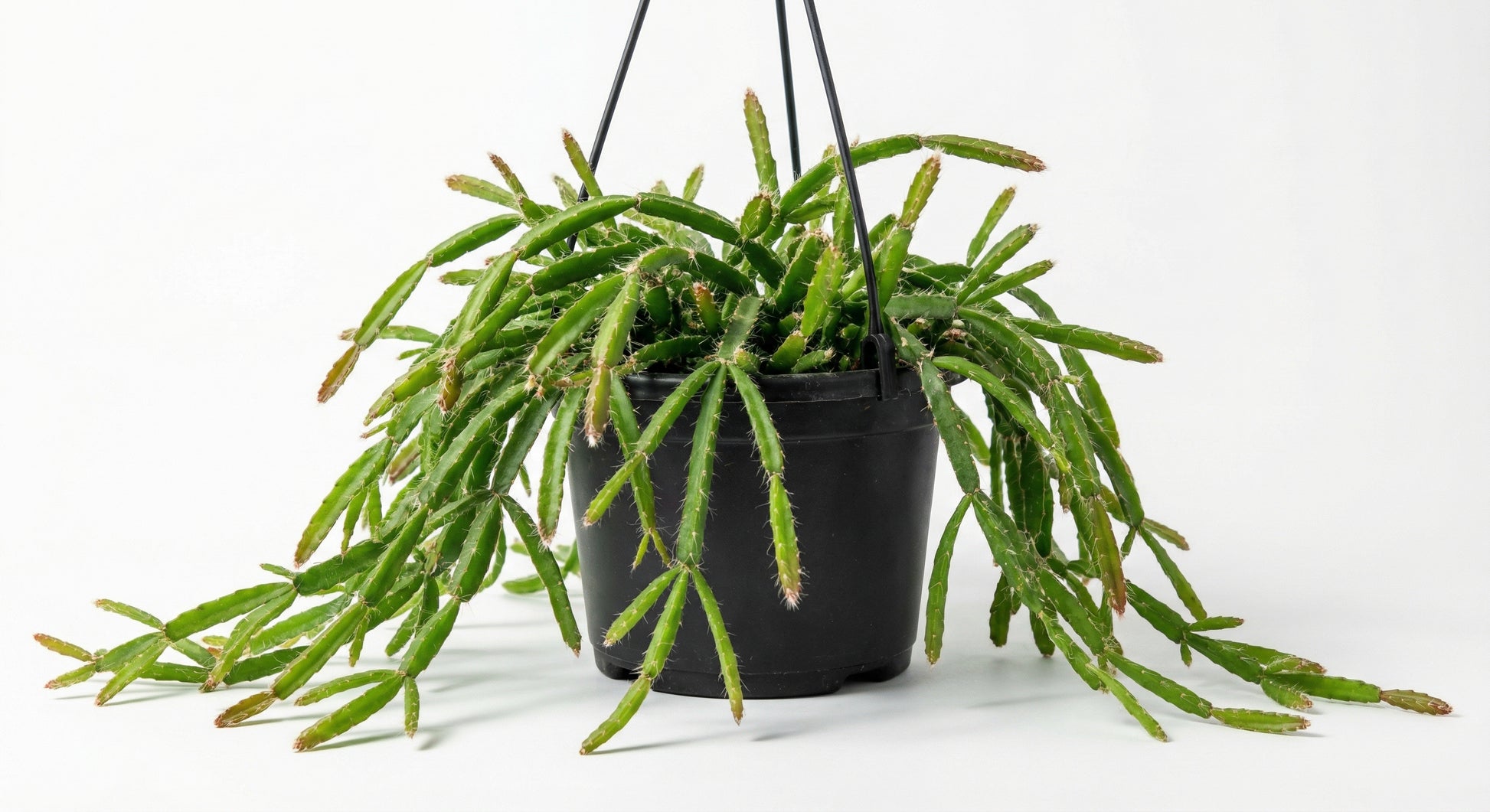 ריפסליס פרדוקסה מינור | בינוני-3-nan.png.png