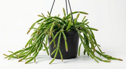 ריפסליס פרדוקסה מינור | בינוני-3-nan.png.png