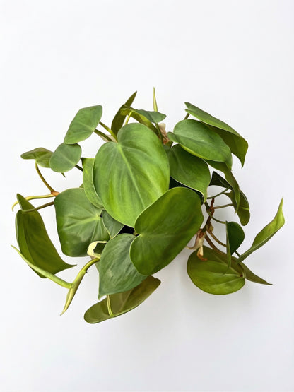 סקנדנס | בינוני-2-nan.png.png