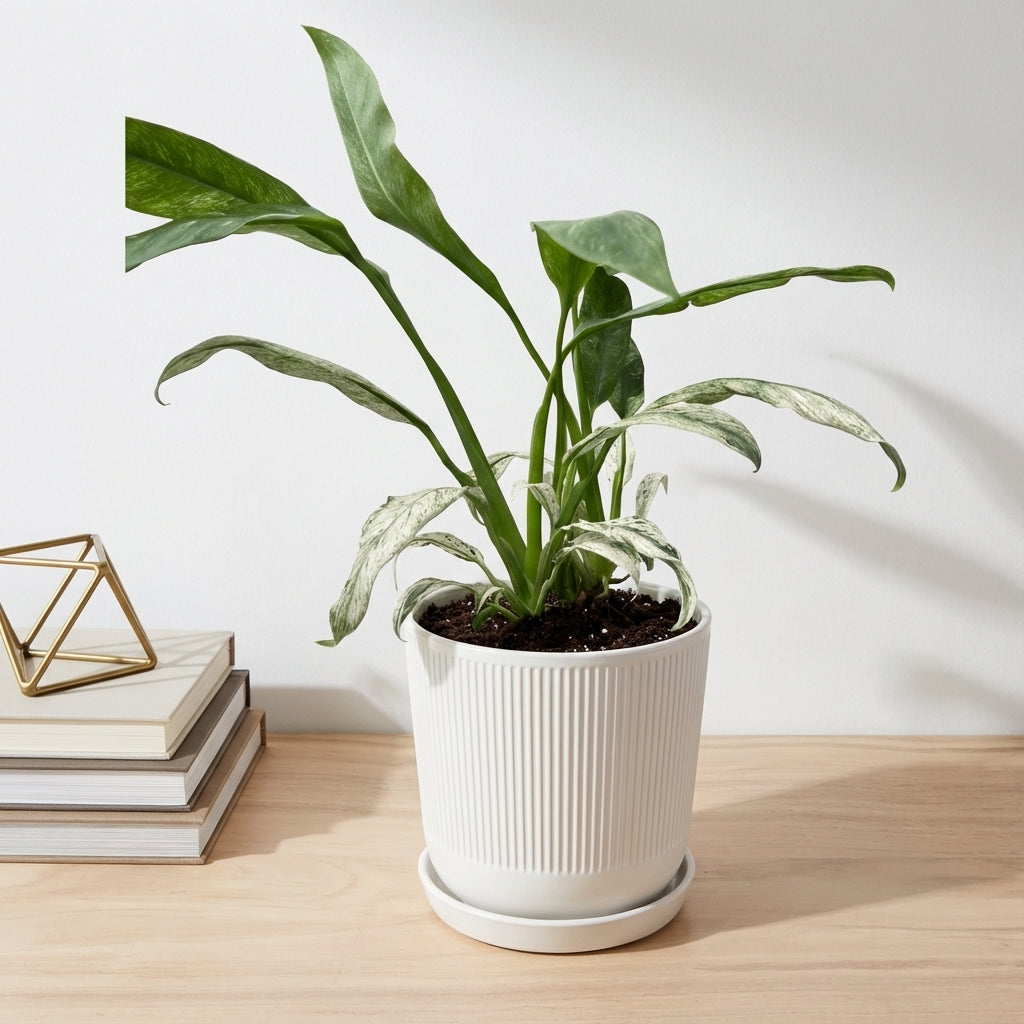 אפיפ גיגאנטום מרבל