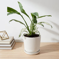 כד פסים לבן קוטר 13 + תחתית