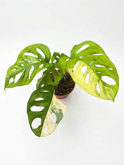 מונסטרה אדנסוני אוריאה | בינוני-2-nan.png.png