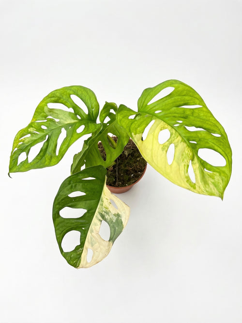 מונסטרה אדנסוני אוריאה | בינוני-2-nan.png.png