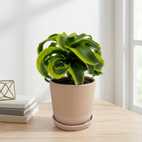 כד פסים שמנת קוטר 13 + תחתית