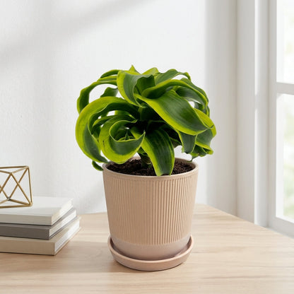 דרצנה טורנדו