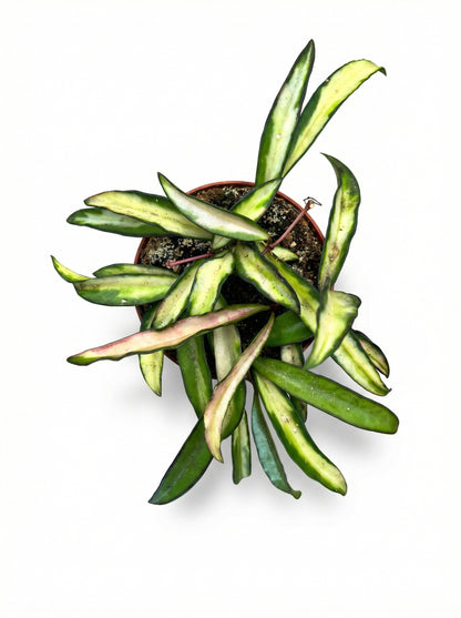 הויה וויטי טריקולור | קטן-2-nan.png.png