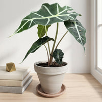 כד טרקוטה בהיר קוטר 16 + תחתית