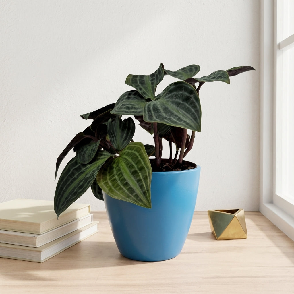 פפרומיה פואפיגיאיי