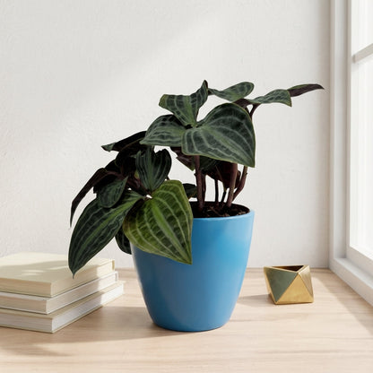 פפרומיה פואפיגיאיי