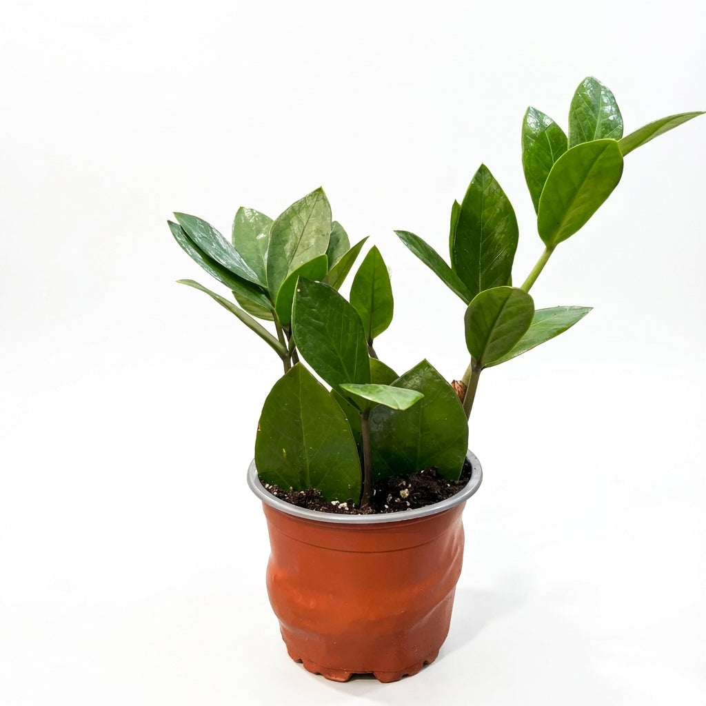 1-זמיה קוקוס עציץ 12-nano.png.png