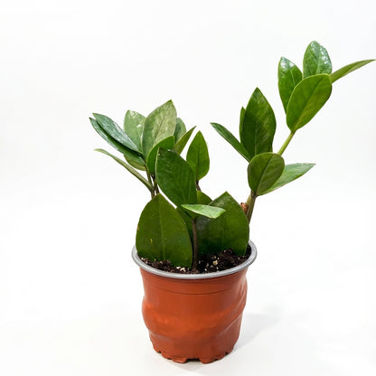 1-זמיה קוקוס עציץ 12-nano.png.png